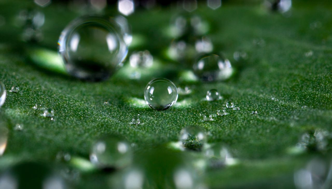 The Art of Drawing Readers In: Your attractive post title goes here Close-up of clear dew droplets resting on a fresh green leaf, showcasing nature's purity.